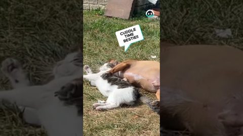 Dog Tries To Cuddle Cat || ViralHog