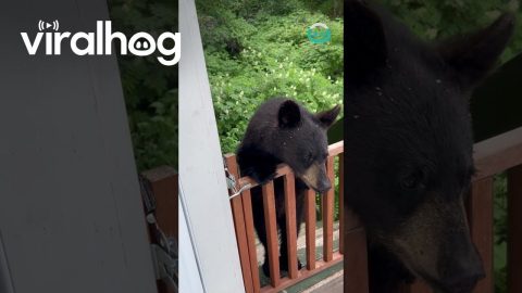 Black Bear Tries His Luck || ViralHog