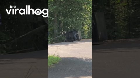 Black Bear Tries to Break Into Garbage || ViralHog