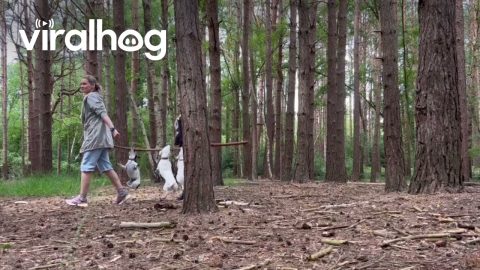 Tenacious Jack Russells Carried Out On Stick || ViralHog