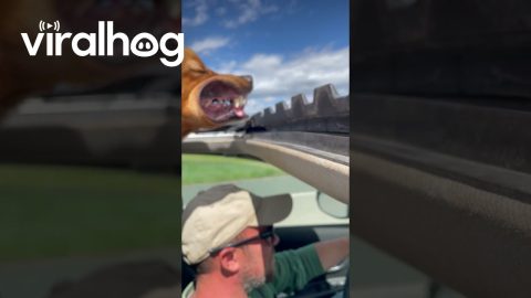 Dog Loves Sticking His Head Out the Sunroof || ViralHog