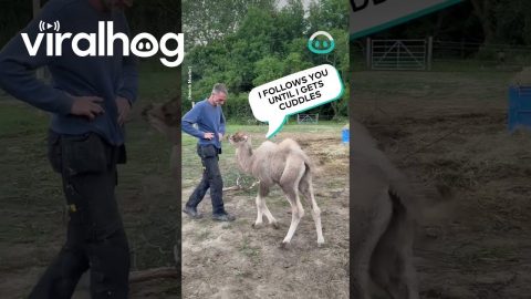 Baby Camel Wants Cuddles || ViralHog