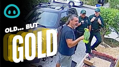 Neighbor Calls The Police... On A Talking Parrot || ViralHog