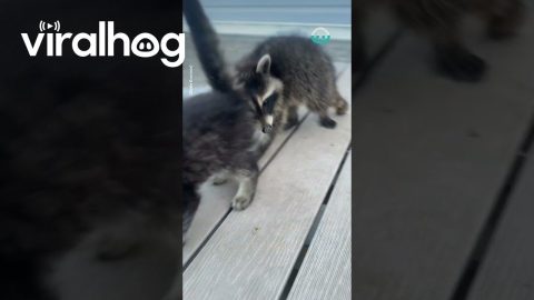 Racoon and Kitten Friends || ViralHog