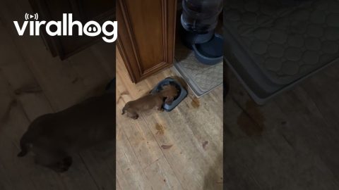Puppy Steals Big Dog's Food || ViralHog
