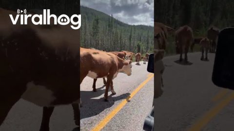 Caught In Montana Cattle Drive || ViralHog