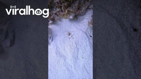 Electric Ray Disappears Into Sand || ViralHog