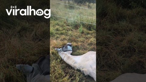 No Need to Get Up || ViralHog