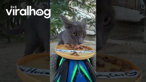 Remote Controlled Cat Feeding Car || ViralHog