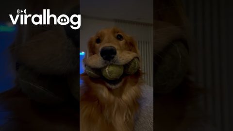 Golden Grins With Triplet Tennis Balls || ViralHog