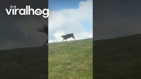 When Cows Go Cow Tipping || ViralHog