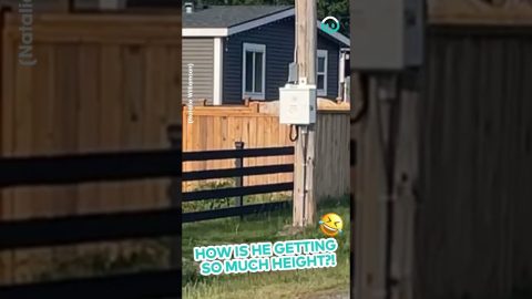Dog Spotted Leaping over Fence || ViralHog