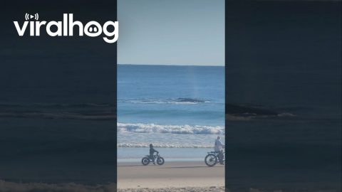 Whales Close To Snapper Rocks Shore || ViralHog
