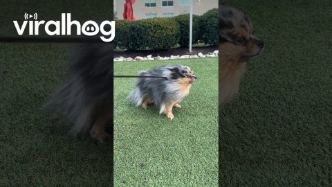Wind Nearly Blows Pomeranian Away || ViralHog