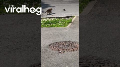 Rat Turns The Tables On Cat || ViralHog