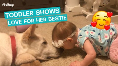 Dog returns the love to his toddler bestie || ViralHog