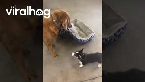 Dog Doesn't Want to Share Bed With Corgi Puppy || ViralHog