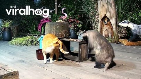 Hungry Badger Unbothered by Cat || ViralHog