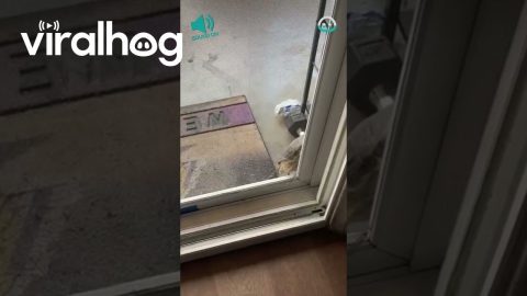 Turtle Opens Door For Himself || ViralHog