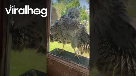 Standoff With A Young Cooper's Hawk || ViralHog
