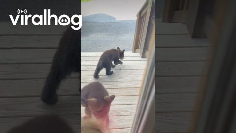 Bear Cubs Come To Visit Cabin Door || ViralHog