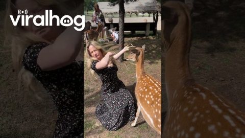 Deer Spits in Woman's Face || ViralHog