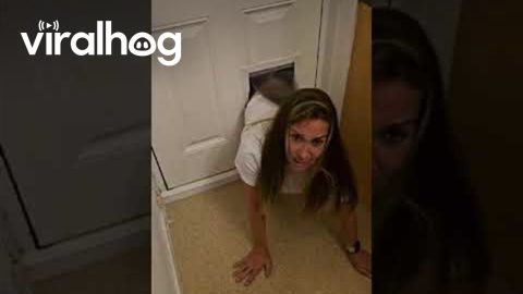 Woman Gets Stuck in Dog Door || ViralHog