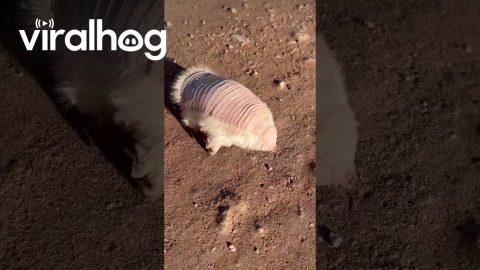Encounter With a Rare Pink Fairy Armadillo || ViralHog