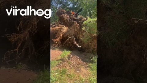 Big Tree Toppled During Severe Chicago Storm || ViralHog