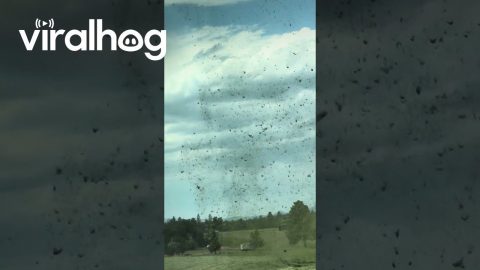 Dust Devil In Freshly Cut Hay Field || ViralHog