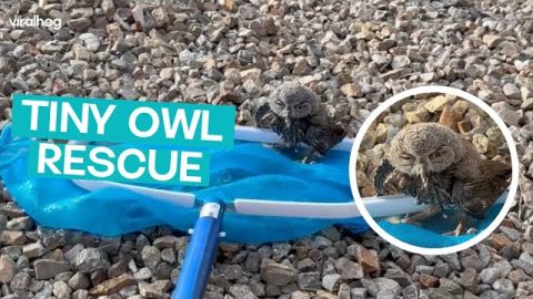 Tiny OWL rescued from Pool || ViralHog