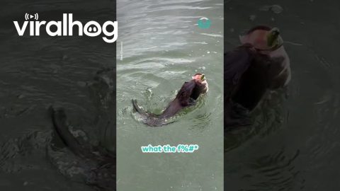 Brave Mink Steals Fish || ViralHog