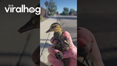 Woman Saves Ducklings From Storm Drain || ViralHog