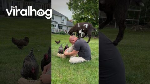 Man Tells Goat It's Time To Get Off His Head || ViralHog
