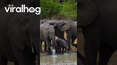 Tiny Elephant Clumsily Trying To Master Its Trunk || ViralHog