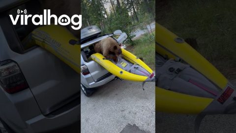 Guilty Bear Found In Backseat || ViralHog