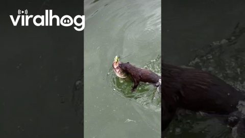 Mink Tries to Steal Fisherman's Catch || ViralHog