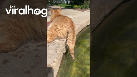 Leashed Cat Dips Tail In Water Fountain || ViralHog