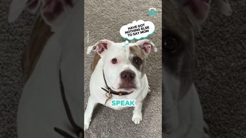 Coco The Pittie has Many Talents || ViralHog
