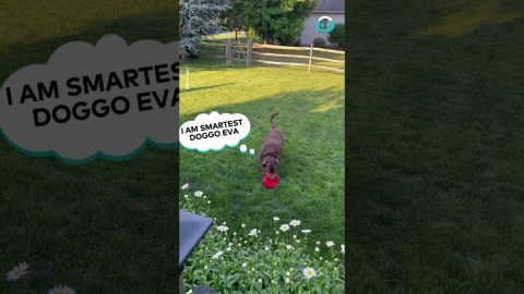 Smart Doggo Discovers Frisbee Hack || ViralHog