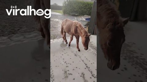 Wee Critters Rescued From Ireland's Sudden Rain || ViralHog