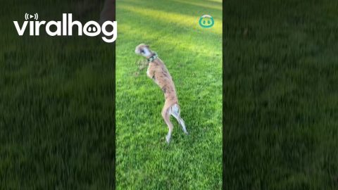Whippet Zoomies Meeting Whippet Friend || ViralHog