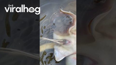 Stingray Gives Birth To Live Pups || ViralHog