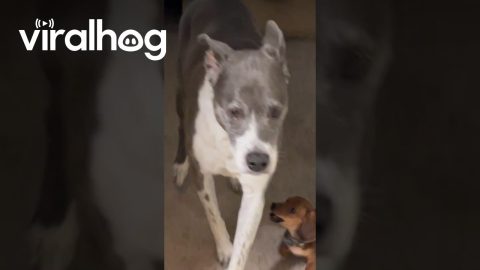 Three-Pound Puppy Bullies Big Dog || ViralHog