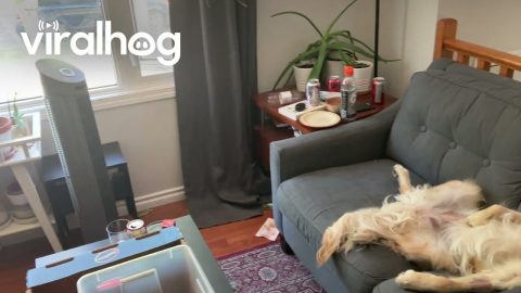 Golden Retriever Cools Off in Front of Fan || ViralHog