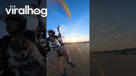 Molly the Pomeranian Flight Navigator || ViralHog