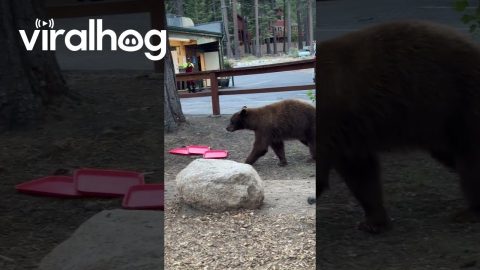 Black Bears Feast on Trash || ViralHog