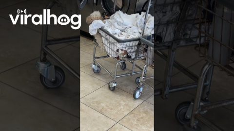 Dog Under The Laundry || ViralHog