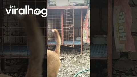 Clever Puppy Opens Kennel Door || ViralHog