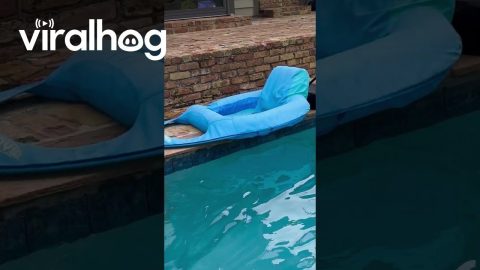 Dog Won't Let Friend Retrieve Ball || ViralHog
